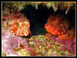 Scorpionfish (Scorpaena notata?) Canon Ixus 980. by Bea & Stef Primatesta 